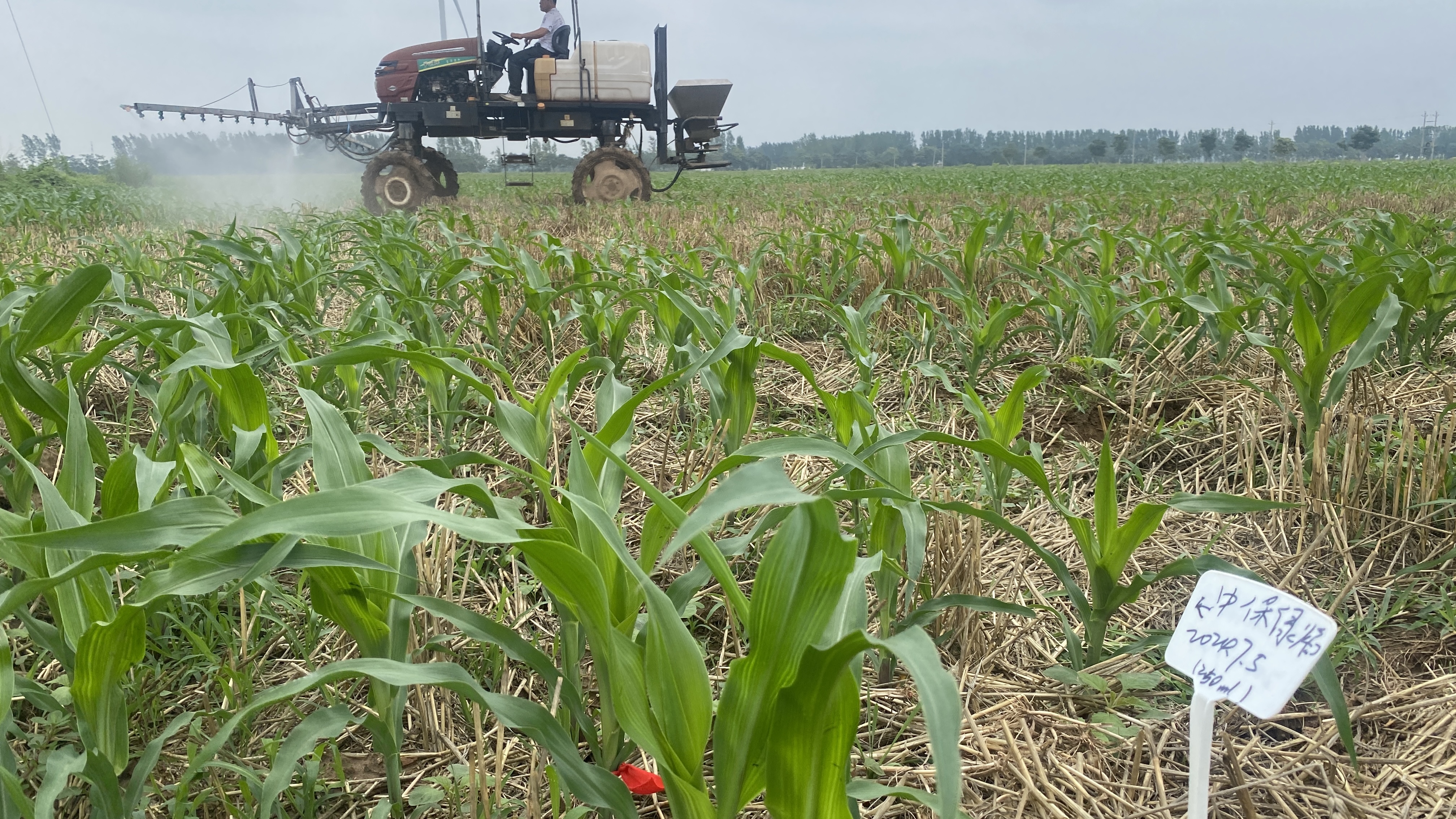 玉米地.jpg 玉米地.jpg